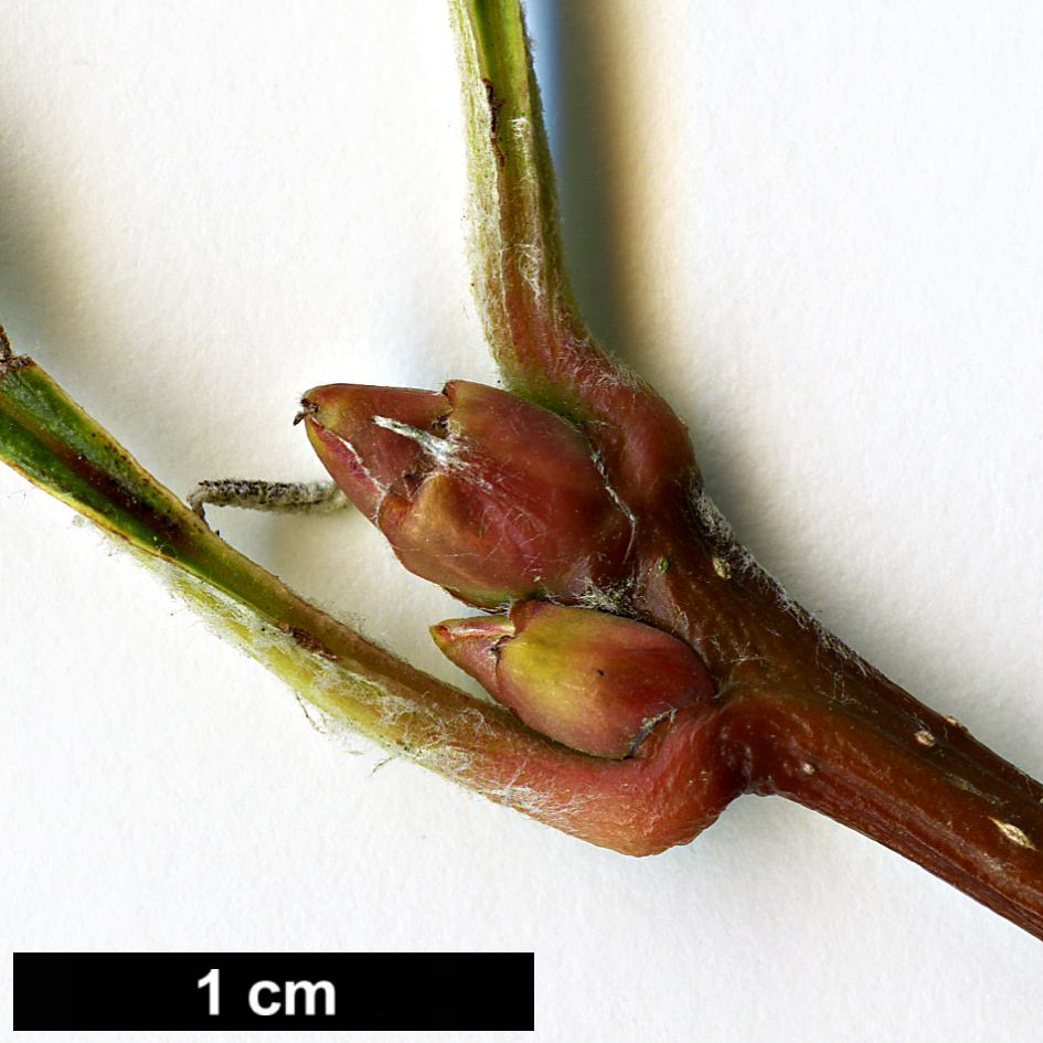 High resolution image: Family: Rosaceae - Genus: Sorbus - Taxon: ambrozyana